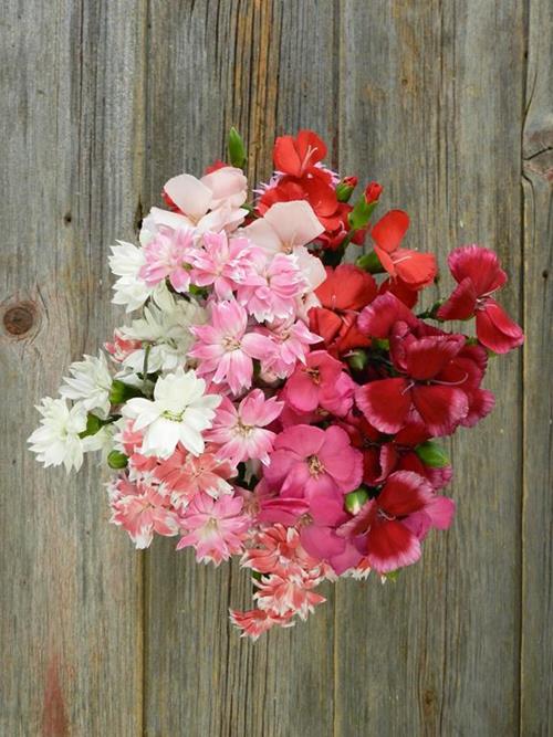 STAR AND SOLO MIO ASSORTED DIANTHUS COMBO BOX